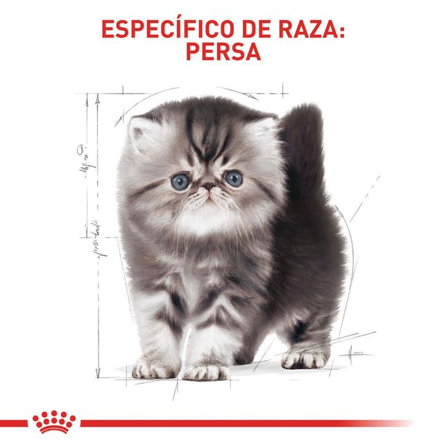 Alimento Para Gato Royal Canin Persa Cachorro Envio Gratis Kanu